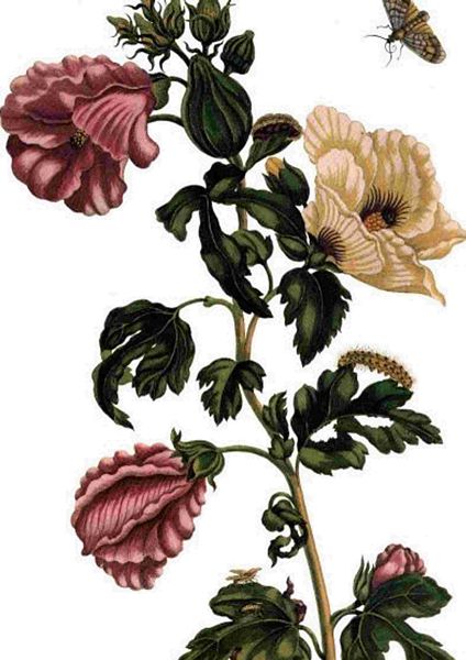 Fountain of Flowers 2 - Set 30. 60 Pages to DOWNLOAD